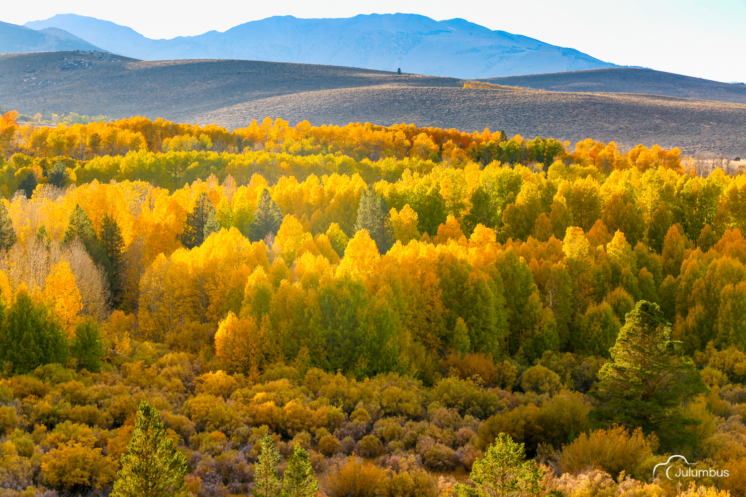 Autumn Forest, Northern California